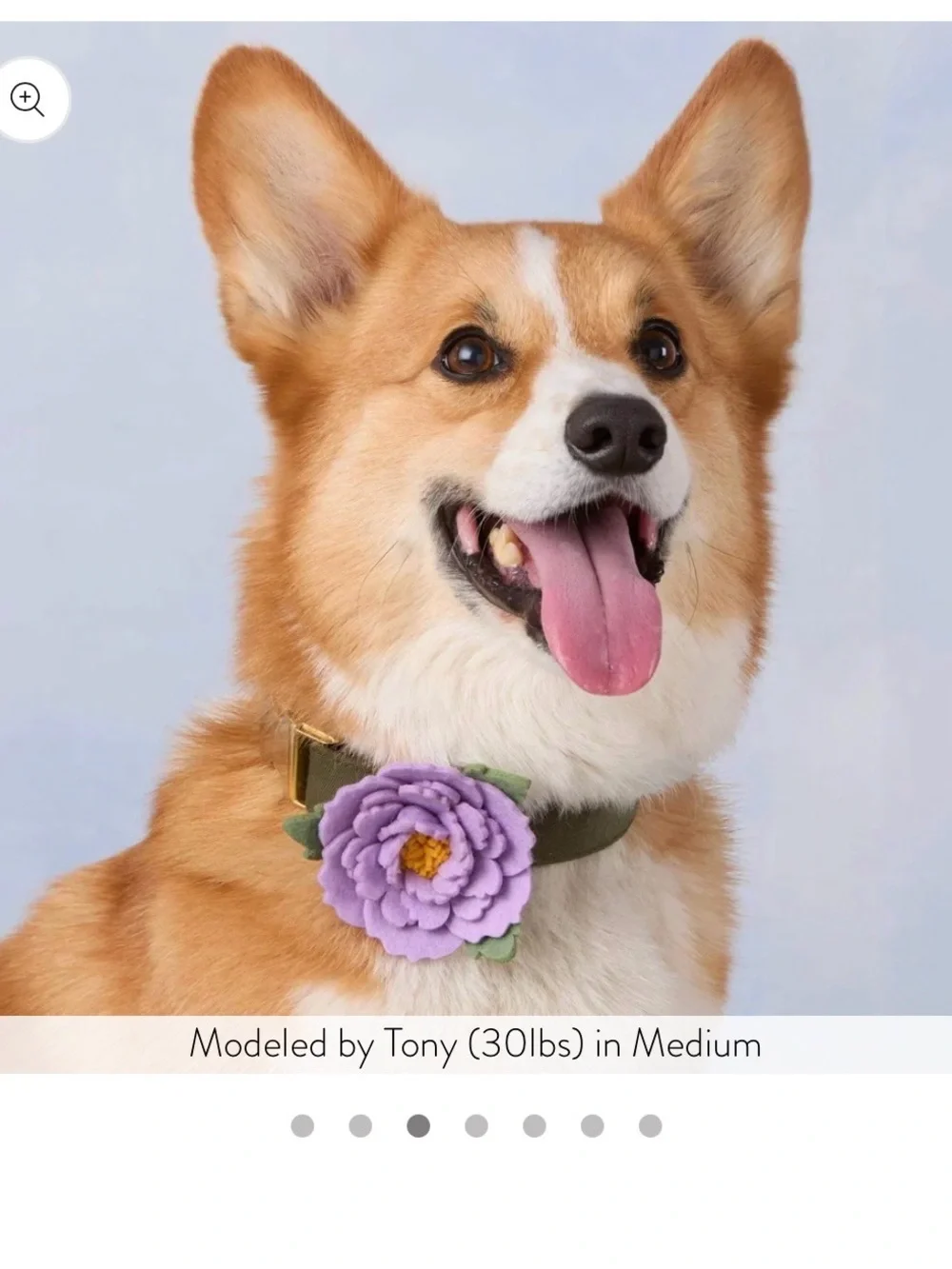 The Foggy Dog charming lilac